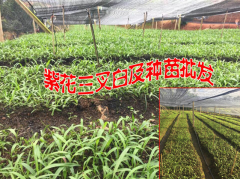 白芨苗價(jià)格是多少?云南省紫花三叉白及種苗怎么樣?圖2