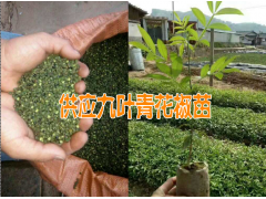 青花椒哪里在收購%買苗?；厥站湃~青花椒圖3