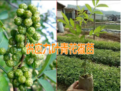 誰了解九葉青花椒苗哪里便宜#誰知道九葉青花椒哪里有圖2