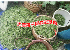 優(yōu)質(zhì)苦子果出售- 廣南縣壩美那力苦子果種植基地圖3