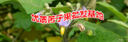 廣南縣壩美那力苦子果種植基地