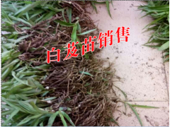 云南白芨#云南白芨種苗價格#普洱白芨種植圖2