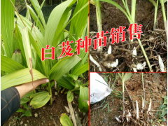 適合云南普洱種植的白芨小苗#云南哪里的白芨小苗銷售好圖2