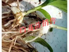 適合云南普洱種植的白芨小苗#云南哪里的白芨小苗銷售好圖3