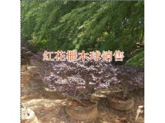 云南花葉良姜報(bào)價(jià)表#綠化小葉梔子報(bào)價(jià)表圖2