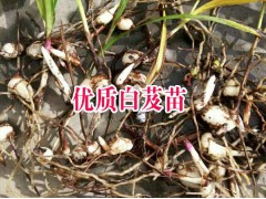 云南重樓種植基地價格#云南重樓種植基地價格#圖2