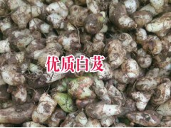 云南三叉白芨種苗價格@白芨種子多少錢一斤#云南白芨種植基地圖1