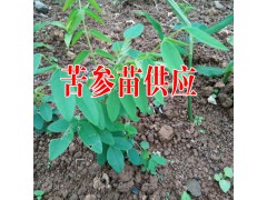 苦參價(jià)格?苦參苗價(jià)格統(tǒng)貨0.6元每株(參考價(jià)格)圖3