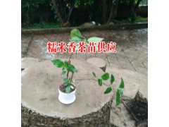 糯米香茶苗哪里有銷售#糯米香茶苗供應(yīng)商#圖1