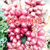 糯米香茶多少錢一斤##糯米香茶價(jià)格:13649607025