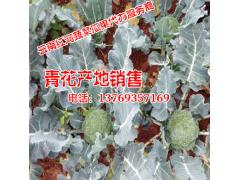 出售各種辣椒（小米辣、油辣等）&蔬菜瓜果代辦中心*圖1