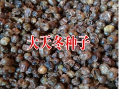 天冬種子春秋兩季種植技術#大天冬種子種植佳時節(jié)圖3