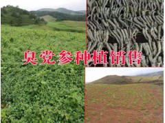 昭通臭黨參基地批發(fā)&云南哪里種植臭參圖2