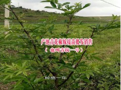 青花椒袋裝苗批發(fā)（施甸縣美斯勒青花椒公司13708657897 ）圖3