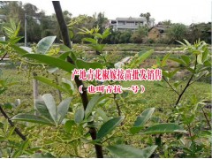 今年花椒新品種%青抗一號(hào)嫁接苗#云南青花椒小苗圖3