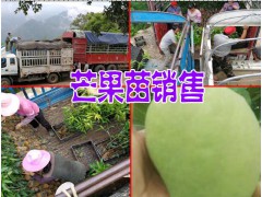 云南芒果樹苗公司品牌？云南芒果樹苗哪里的好圖2