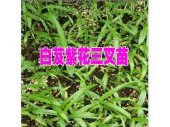 訓(xùn)化的白芨苗圖片&云南白芨種苗價(jià)格合作示范社播報(bào)圖1