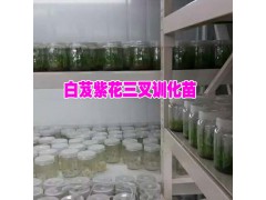 白芨育苗技術*宣威種植專業(yè)合作社圖3