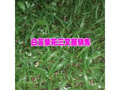 白芨種子直播育苗技術(shù)公司&云南白芨種苗價(jià)格#白芨育苗技術(shù)圖2