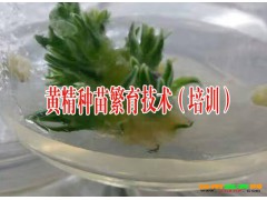 黃精中藥種苗繁育技術(shù)大全%云南黃精藥材種苗繁育資料圖3