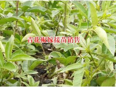 青花椒苗嫁接苗多少錢的價(jià)格？圖2