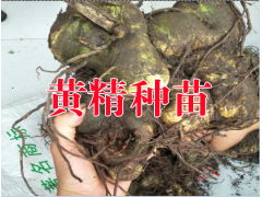 黃精種植技術(shù)與產(chǎn)量分析&云南黃精種苗供應(yīng)商圖2