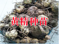 黃精種植技術(shù)與產(chǎn)量分析&云南黃精種苗供應(yīng)商圖3