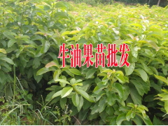 牛油果怎么種植才結(jié)果?廣西牛油果苗圖2