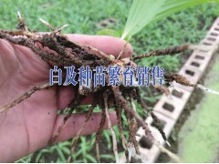 大理白芨種植供應商#云南白芨價格廠家_云南白芨苗銷售圖2