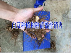 大理白芨種植供應商#云南白芨價格廠家_云南白芨苗銷售圖3