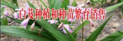 云南白芨種植回收公司_云南明遠(yuǎn)中藥材種植有限公司