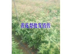 金桂/馬纓花樹樁/山茶花多少錢?產(chǎn)地山茶花多少錢一株?圖2