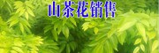 云南山茶花樹銷售信息