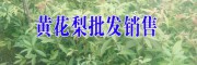 黃花梨小苗哪里能賣到