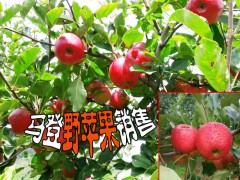 大理蘋(píng)果種植基地◆大理州馬登野蘋(píng)果種植基地價(jià)格圖1