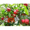 大理蘋(píng)果種植基地◆大理州馬登野蘋(píng)果種植基地價(jià)格