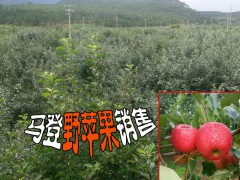 大理蘋(píng)果種植基地◆大理州馬登野蘋(píng)果種植基地價(jià)格圖2