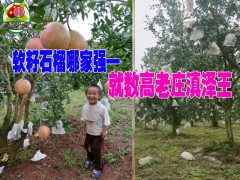 云南軟籽石榴小樹(shù)苗@適合云南的軟籽石榴種苗&產(chǎn)地石榴苗圖2