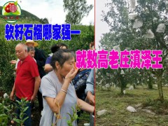 云南軟籽石榴苗哪里好價格便宜?圖2