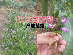 白花白芨#白芨粉#水白芨#中藥白芨&今年白芨組培多少錢?圖3