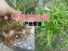 白花白芨#白芨粉#水白芨#中藥白芨&今年白芨組培多少錢?圖2