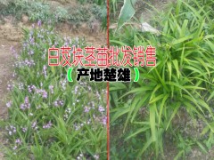 白芨塊莖苗什么時候種植比較好?圖3