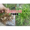 白芨種植技術(shù)◆白芨種植價(jià)格◆云南白芨藥材收購(gòu)價(jià)格