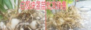 白芨塊莖苗多少錢?