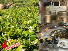 |云南銀溪綠茶|生態(tài)綠茶|:08728520365圖1