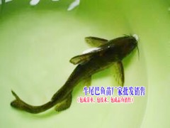 中華鱘魚(yú)苗哪里有銷(xiāo)售|叉尾魚(yú)價(jià)格|叉尾魚(yú)苗批發(fā)圖2