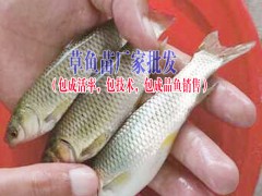 中華鱘魚(yú)苗哪里有銷(xiāo)售|叉尾魚(yú)價(jià)格|叉尾魚(yú)苗批發(fā)圖3