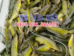 叉尾魚價(jià)格|黃辣丁魚價(jià)格@ 鱸魚苗價(jià)格◆鱸魚多少錢一斤圖1