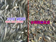 叉尾魚價(jià)格|黃辣丁魚價(jià)格@ 鱸魚苗價(jià)格◆鱸魚多少錢一斤圖3