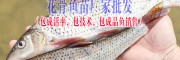 魚苗包成活率/包全程技術(shù)指導(dǎo)/幫助客戶尋找成魚銷售廠家